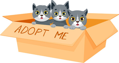 Adopt a cat, cute kittens sitting in carton box