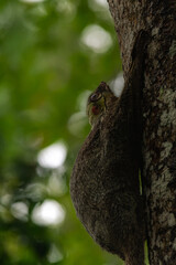 cute bear cuscus ailurops ursinus close up face in wallacea endemic to sulawesi