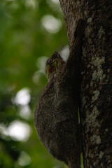 Bear Cuscus is found only in Sulawesi and some nearby islands. Spotted at the canopy while taking a break in its breakfast time