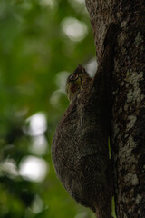 The beautiful female bear cuscus climbing up a tree using its legs and tail, an Sulawesi animal endemic.