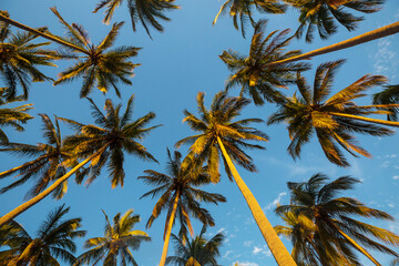 Palm plantation