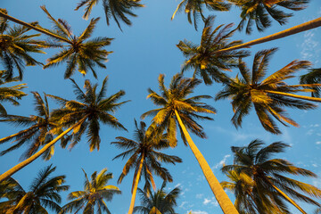 Fototapeta premium Palm plantation