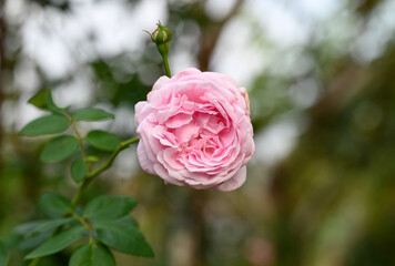 Beauty pink rose flower blossom in a garden, Decoration flowers
