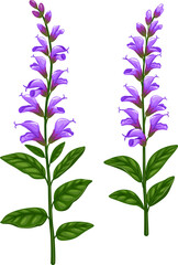 Salvia or sage herb with green leaves and flowers