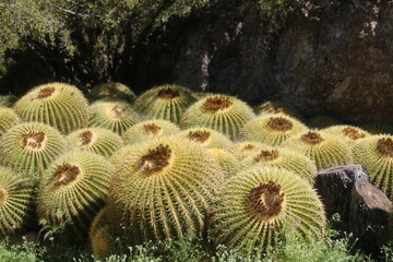 Naklejka na ściany i meble Barrel Cactus Patch in Desert