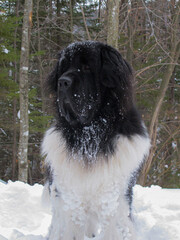 big shaggy dog in snow