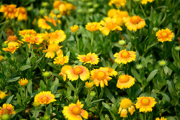 Yellow Gaillardia flower blossom in garden, spring season background