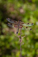 Fototapeta na wymiar Dragonfly sitting on branch with greenery behind