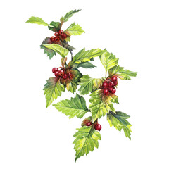 Watercolor hawthorn isolated on white background. Hand-drawn red berry for card or invite. Botanical clipart for sketchbook. Healthy fruit food. For tea or cookbook. Wallpaper or wrapping