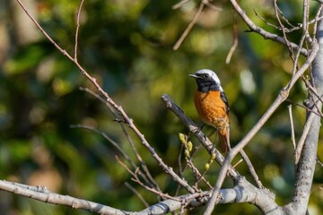 木陰でのんびりくつろぐジョウビタキ オス