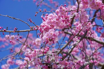 青空バックに見上げる満開の枝垂れ桜