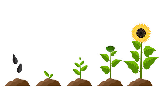 sunflower growth process. Organic concept. Vector illustration.