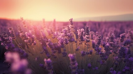 Naklejka premium A Field of Lavender: Close-Up of Purple Blooms (Generative AI)