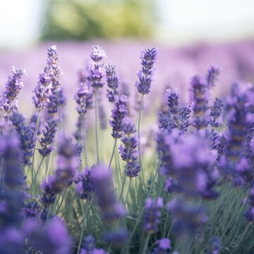 Lavender Symphony: Close-Up of a Field Filled with Purple Blooms (Generative AI)