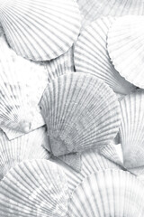 Many seashells as background, top view. Black and white effect