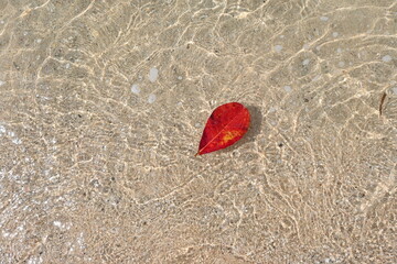 leaf on beach
