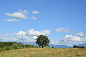Fototapeta na wymiar 丘の木