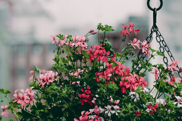 pink flowers in the garden