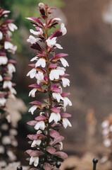 blossom in spring