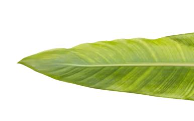 Gordijnen Green leaf  © vectorfusionart