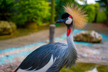カラフルで美しゴージャスな鳥