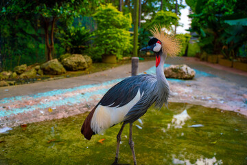 カラフルで美しゴージャスな鳥