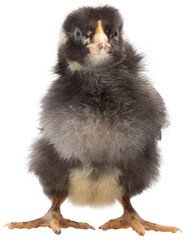 Baby Dominique chicken chick © Guy Sagi