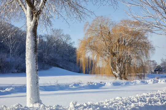 Weeping Willow tree in a winter scene after a rare snowfall in April near Minneapolis Minnesota