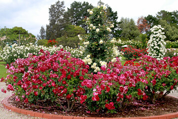 Colorful roses flowering in a large  garden. Rosa 'Burgundy Iceberg' (Prose) in the foreground.