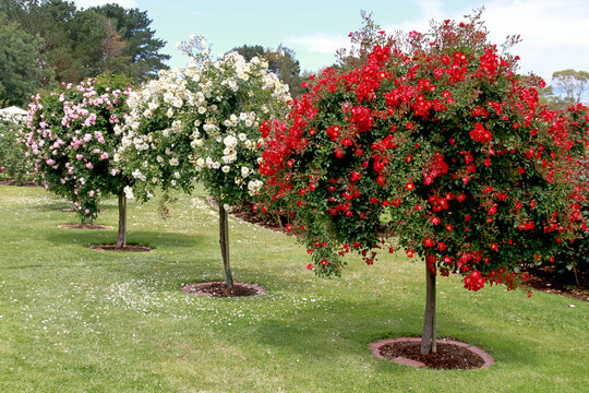 Rose garden featuring colorful weeping tree roses.