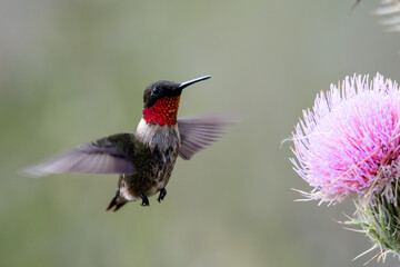 ruby throated hummingbird with purple thistle