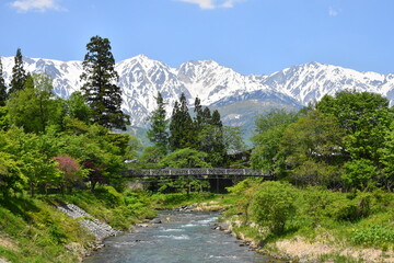 新緑の白馬