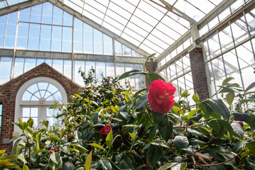 Flower in the greenhouse 