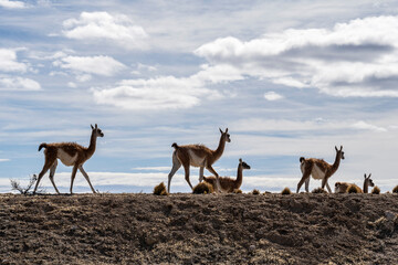 Guanacos in the field, in Peninsula Valdes, Chubut, Patagonia Argentina.