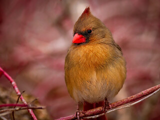  close up of female northern cardinal perched on a branch