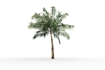 Naklejka premium Tropical palm tree with green foilage