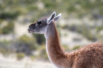Close-up of a guanaco in profile in a field in Chubut, Patagonia Argentina.