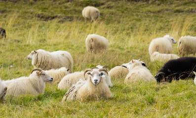 Icelandic Sheep Graze in the Mountain Meadow, Group of Domestic Animal in Pure and Clear Nature. Beautiful Icelandic Highlands. Ecologically Clean Lamb Meat and Wool Production. Scenic Area