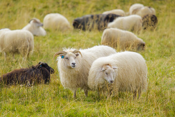 Obraz na płótnie Canvas Icelandic Sheep Graze in the Mountain Meadow, Group of Domestic Animal in Pure and Clear Nature. Beautiful Icelandic Highlands. Ecologically Clean Lamb Meat and Wool Production. Scenic Area