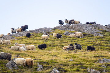 Icelandic Sheep Graze in the Mountain Meadow, Group of Domestic Animal in Pure and Clear Nature. Beautiful Icelandic Highlands. Ecologically Clean Lamb Meat and Wool Production. Scenic Area