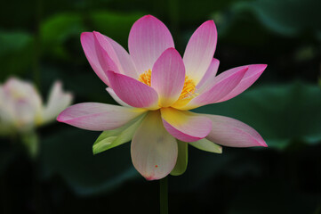 Pink Lotus Flower