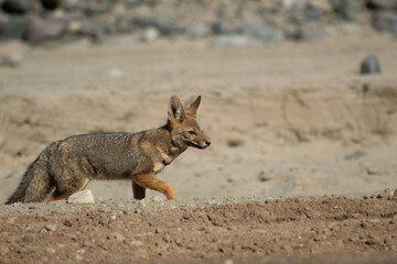 Fox in the desert
