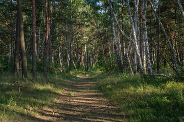 View of a path in a mixed forest on a sunny summer day, Curonian Spit, Kaliningrad region, Russia