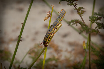 grasshopper in the grass