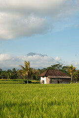 Rice field