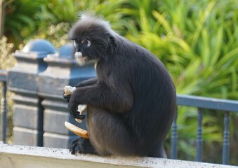 A dusky leaf monkey eating a piece of bread