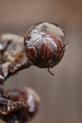 close up, macro of iced over dried out flower bud of a crape myrtle forming a sphere of ice