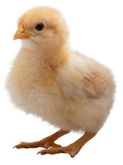 Bright yellow baby chicken chick