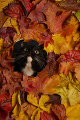 black and white cat looking through hole in colorful autumn leaves foliage. Autumn background with a cat pet - 588577690