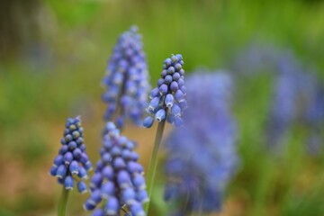 ムスカリのかわいい花